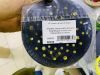 Оправка для шлиф. машинки, полутвердая, velcro, 125мм*12мм/ 5/16*24мм/ 51отв.